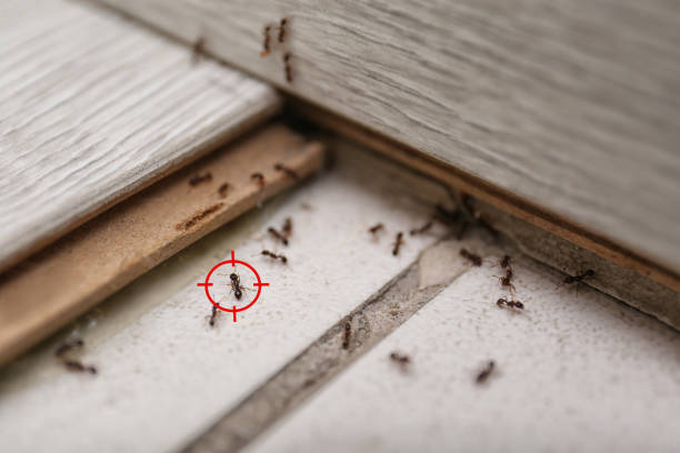 Spider Control Near Me in Virginia Gardens, FL
